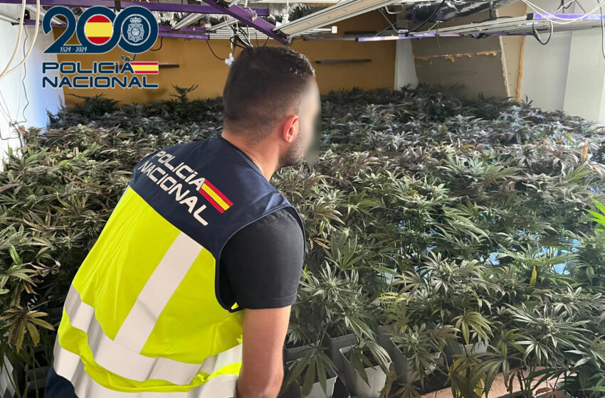La Policia Nacional desmantella cinc plantacions de marihuana i deté sis persones a Manises i Torrent