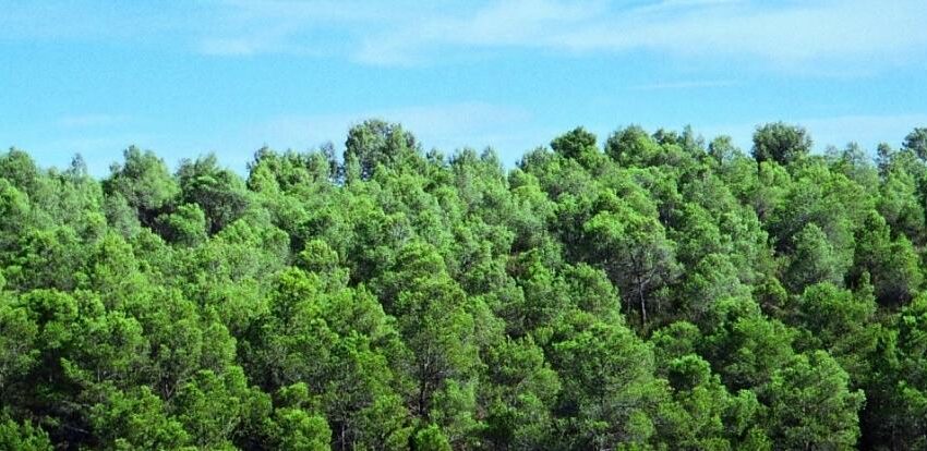 La Generalitat obri la consulta pública prèvia sobre el nou avantprojecte de llei forestal