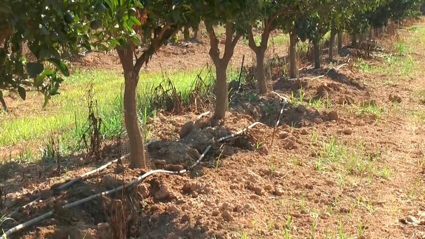 Els ajuntaments comencen a aprovar la moció d’AVA-ASAJA per controlar l’excés de jabalins