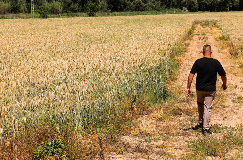  La Unió: la collita de cereals torna a la normalitat, però amb preus baixos per als productors