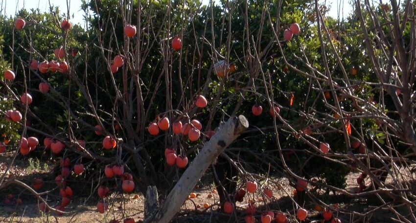  Agricultura impulsa la frenada de la mosca de la fruita amb 10,5 milions d’euros