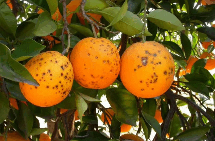  LA UNIÓ denuncia que Sud-àfrica posa en risc continu la citricultura valenciana amb noves deteccions de Taca Negra