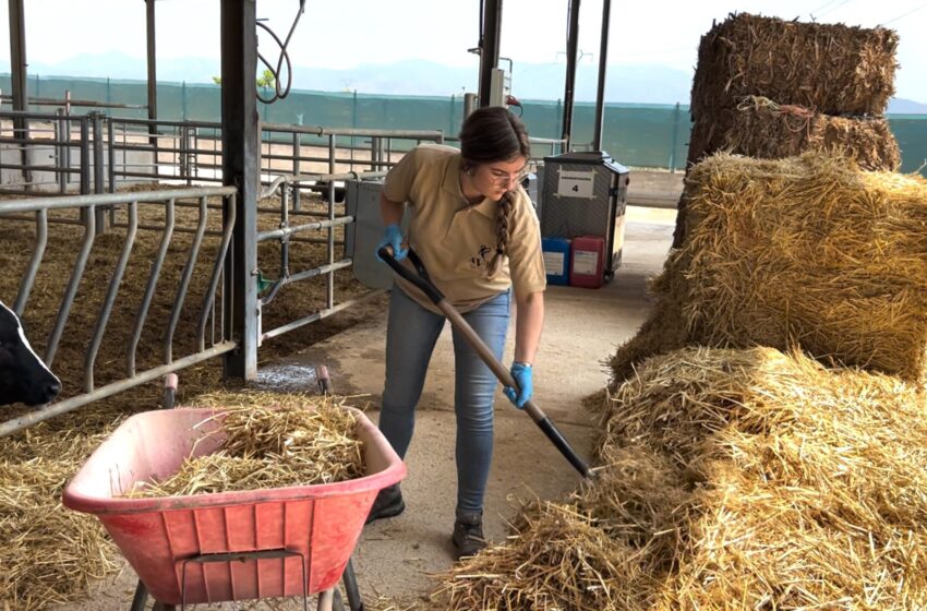 AVA-ASAJA convoca reunions per assessorar sobre les noves ajudes a joves i nous agricultors de fins a 56 anys