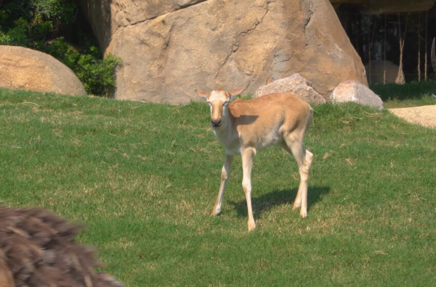 Doble naixement de blesbok en el BIOPARC València, l’antílop que va ser salvat de l’extinció