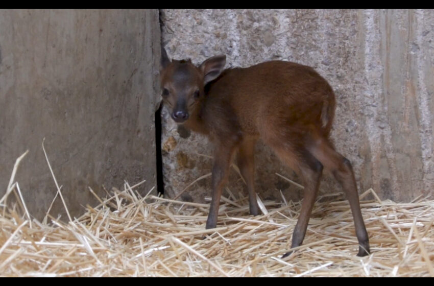  BIOPARC València celebra el naixement de dues cries de duiker roig de Natal en cinc dies