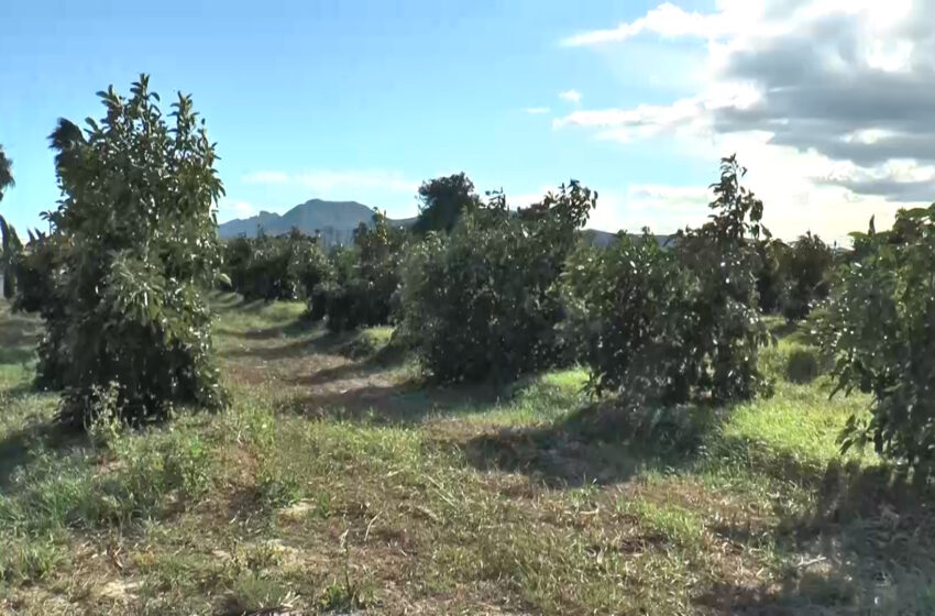  El nou pacte comercial amb els EUA penalitza l’agricultura valenciana