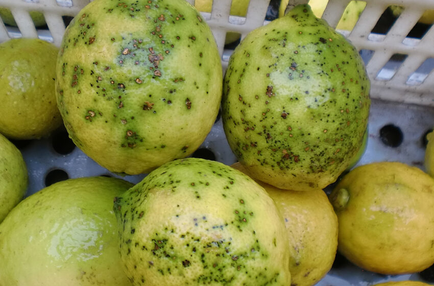 AVA-ASAJA alerta de riscos fitosanitaris per l’acord Mercosur després de plagues en cítrics