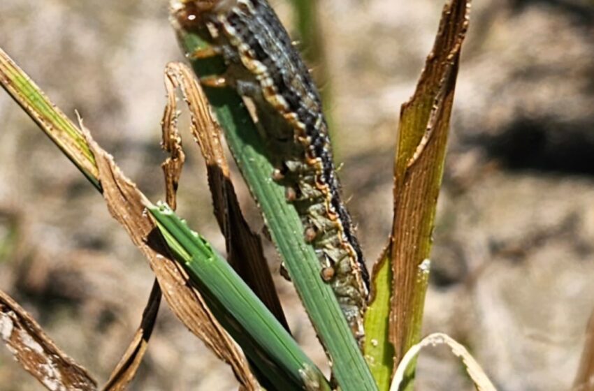AVA-ASAJA alerta de la reaparició sobtada de la ‘rosquilla de l’arròs’ en l’Albufera