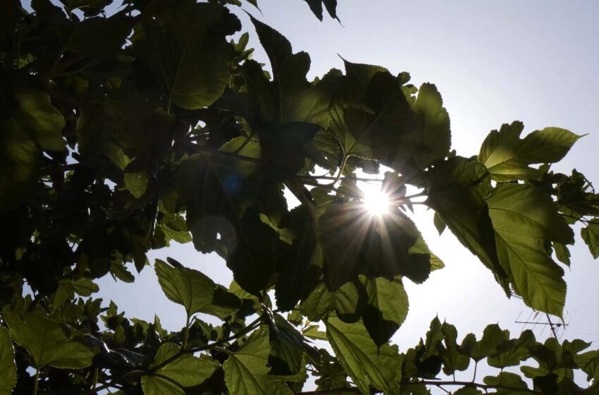 Alzira aposta per la renaturalització dels parcs escolars per fer-los més verds i sostenibles