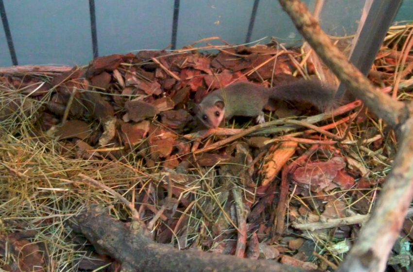  La Guàrdia Civil rescata quatre lirons pigmeus africans que es recuperen a BIOPARC València