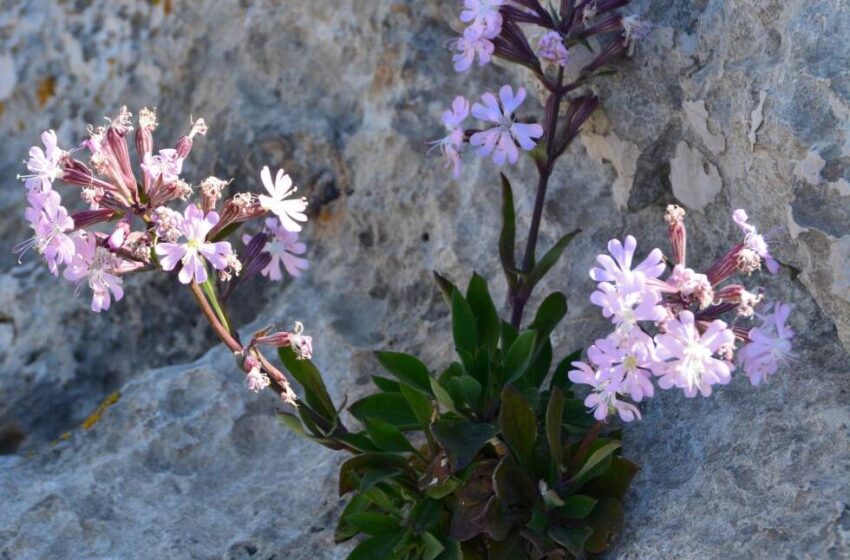 La Generalitat salva de l’extinció la Silene de Ifac gràcies al pla de recuperació d’aquesta espècie protegida
