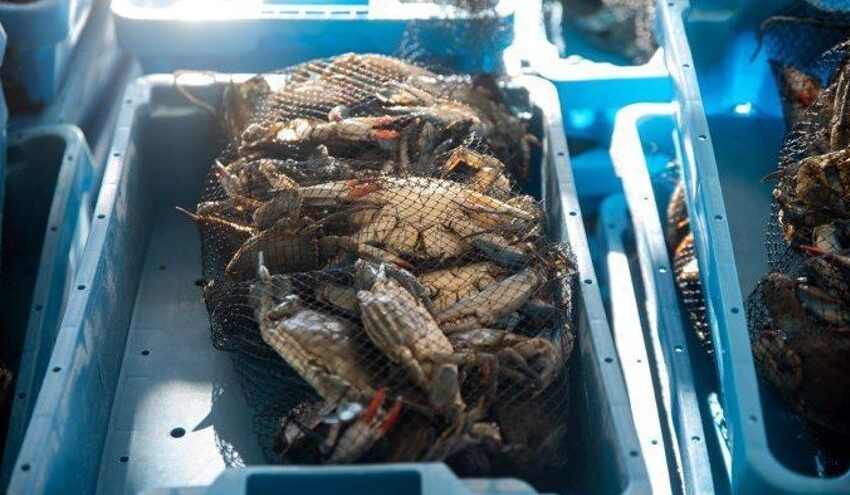 Agricultura amplia el pressupost de les ajudes a la pesca i aqüicultura sostenibles, transformació i comercialització dels productes