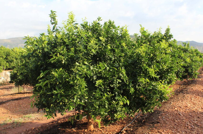  Nova campanya de cítrics a la baixa: LA UNIÓ alerta d’una sisena temporada preocupant