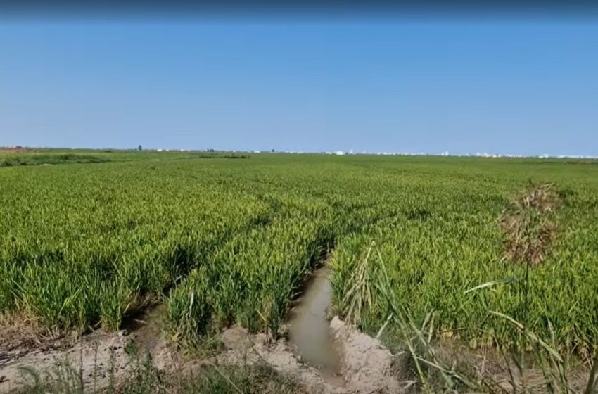 AVA alerta dels greus danys de la pyricularia en els arrossars valencians