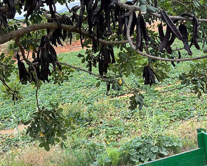  AVA-ASAJA anima a consumir algarroba local davant l’inici de la collita