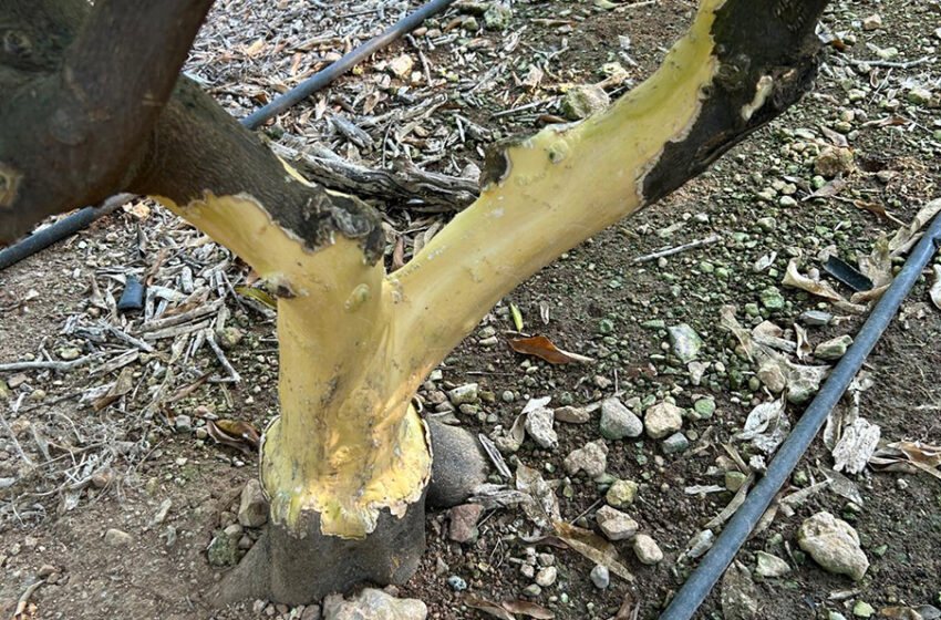 AVA-ASAJA alerta d’una “multiplicació extraordinària” de conills que agreuja els danys de la fauna salvatge al camp valencià