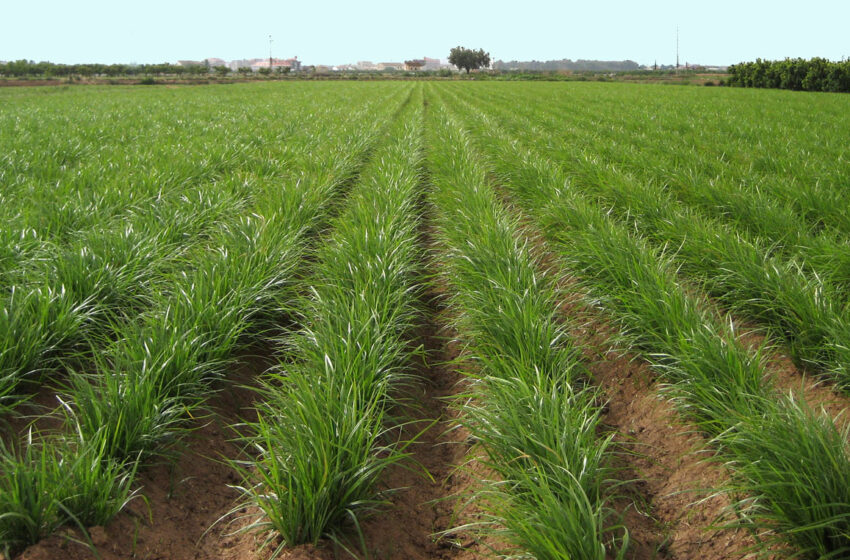 AVA-ASAJA reclama solucions urgents davant la mancha negra i una herba invasora que amenacen la rendibilitat de la xufa