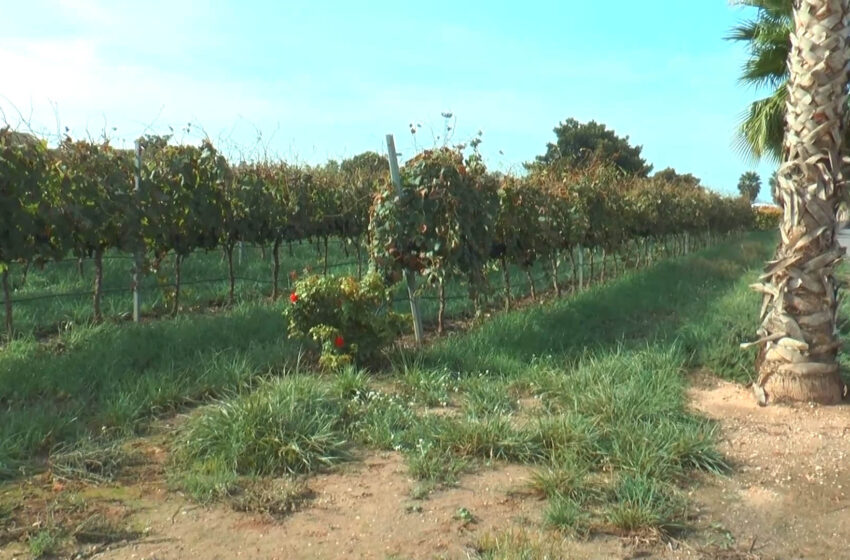  L’AVA-ASAJA preveu una collita de raïm de bona qualitat