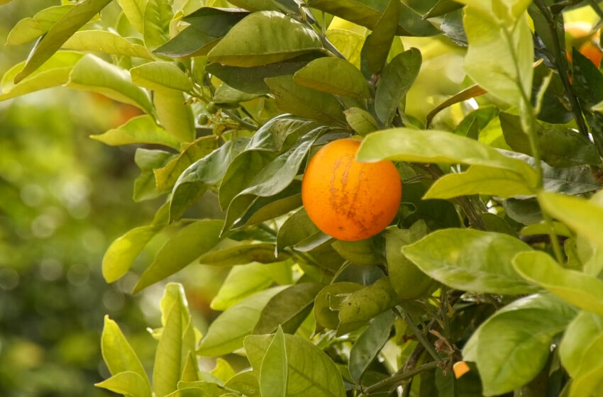  Alerta en el camp valencià: el sector citrícola reclama més suport