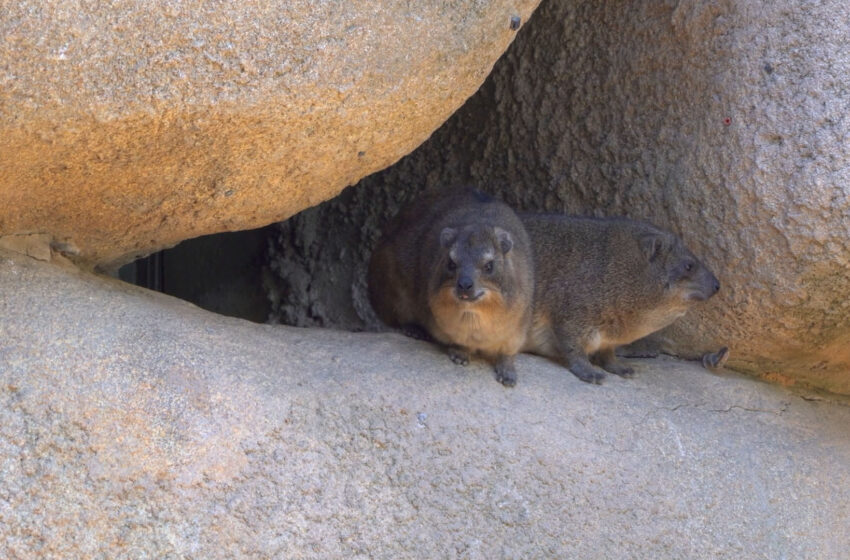  BIOPARC Valencia, líder en la conservació del damán roquero, espècie que va donar nom a Espanya