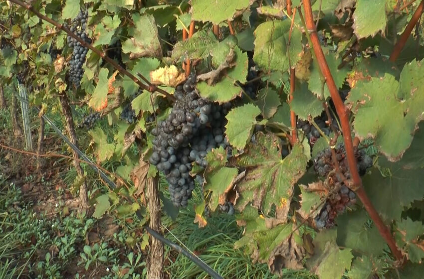  LA UNIÓ alerta de preus ruïnós del raïm malgrat la qualitat i el descens de collita