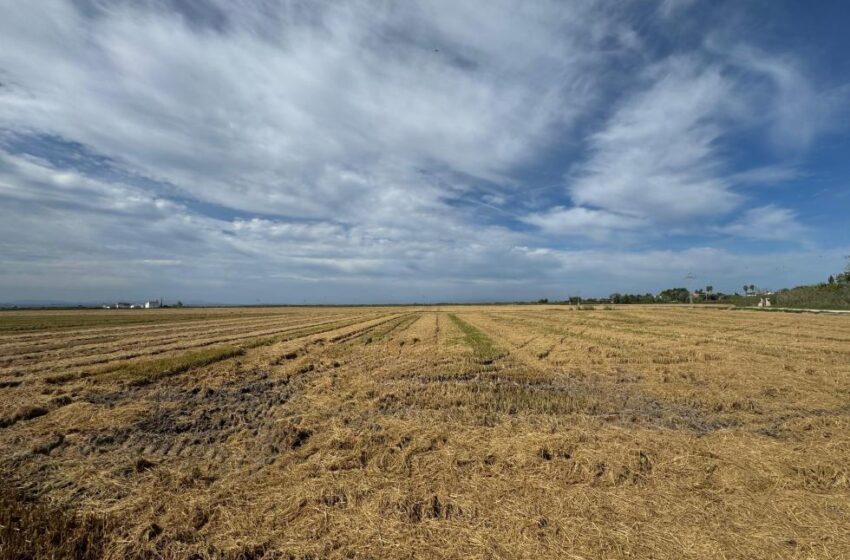 La Generalitat ofereix a les explotacions agràries la possibilitat de recollir i retirar la palla d’arròs com a alternativa a la crema