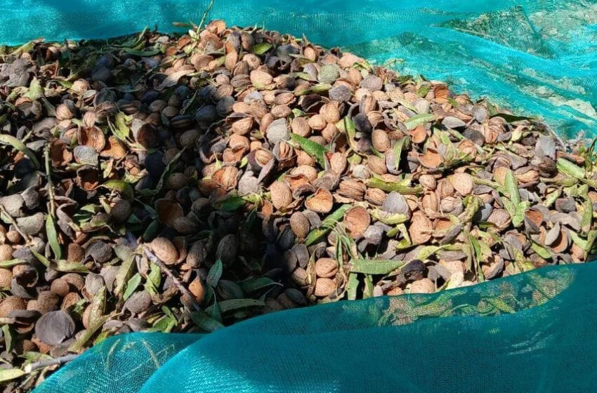 AVA-ASAJA alerta sobre importacions d’ametlles “sense reciprocitat” i recomana consumir productes de la UE