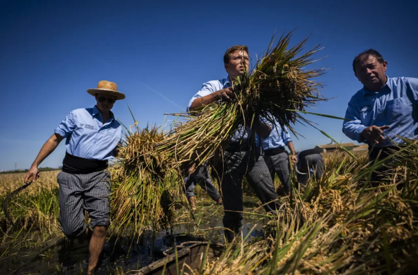  Demostraciones, showcooking y degustación este 21 de septiembre en la XII Fiesta de la Siega de Catarroja