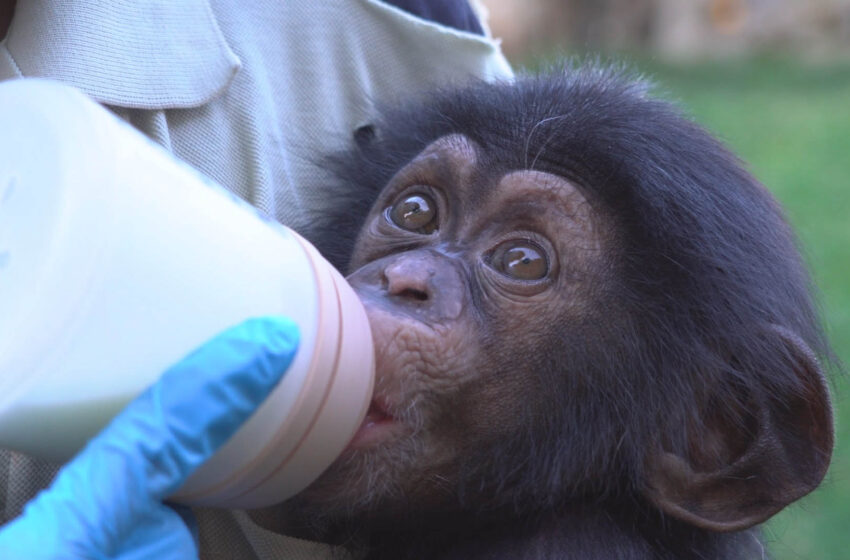  Ekon, el ximpanzé nascut a BIOPARC València, supera amb èxit la seua reintegració familiar