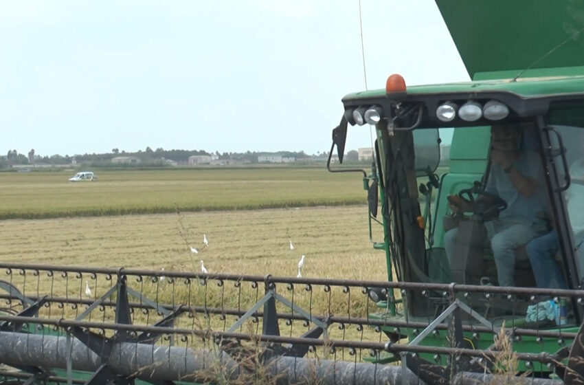 La Dana Alice deixa dos milions d’euros de pèrdues en l’arròs valencià