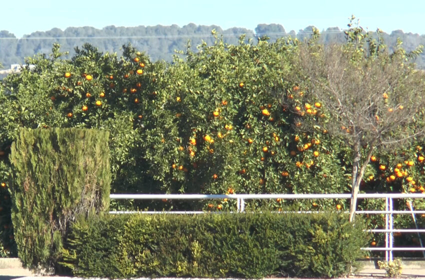  LA UNIÓ alerta dels primers robatoris de cítrics i reclama major vigilància en les zones productores