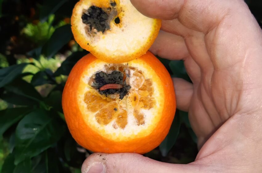  AVA-ASAJA exigeix a la CE revisar el tractament en fred de Sud-àfrica després de detectar falsa papallona en les seues taronges