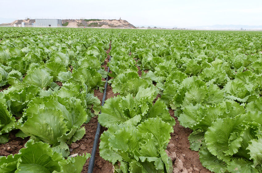 AVA-ASAJA critica la nova normativa sobre nutrició sostenible per augmentar la càrrega burocràtica al camp
