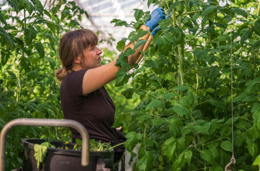 Agricultura concedeix els premis a l’emprenedoria de les dones rurals de la Comunitat Valenciana en la seua segona edició