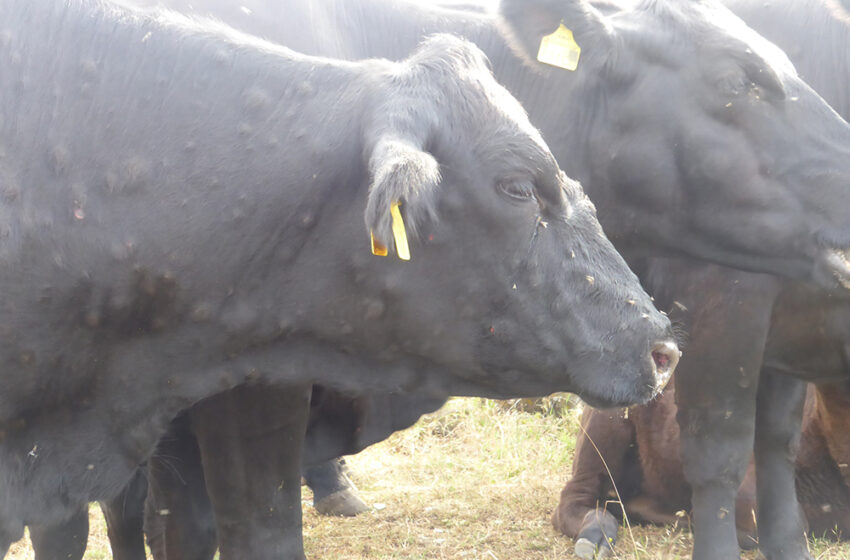 AVA-ASAJA insta a extremar la prevenció davant la Dermatosi nodular contagiosa (DNC)