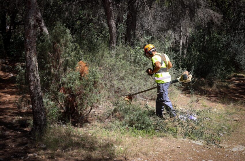  Torrent renova la seua estratègia forestal: més prevenció, vigilància i seguretat
