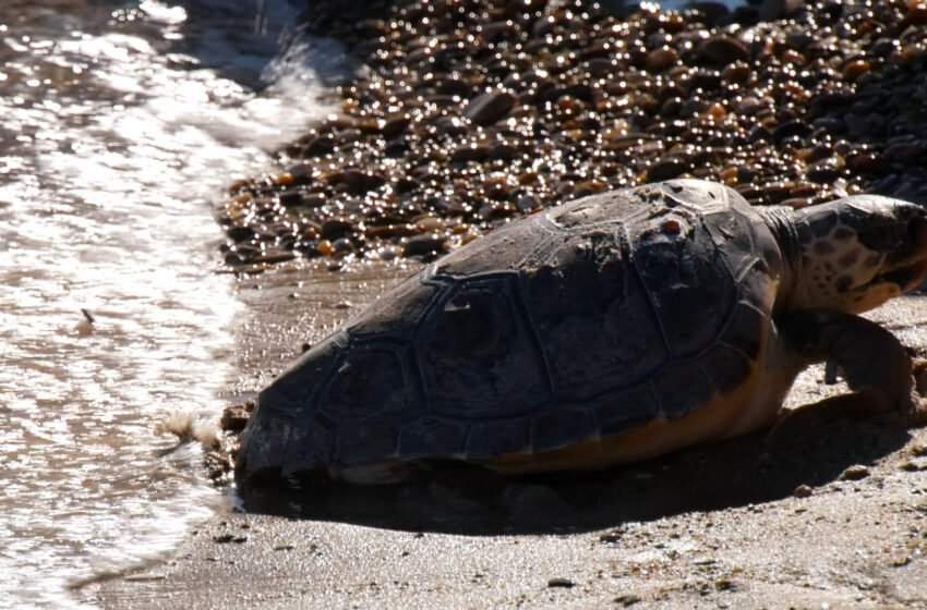  Oceanogràfic i Los 40 han soltat cinc tortugues a la platja de la Garrofera de València.