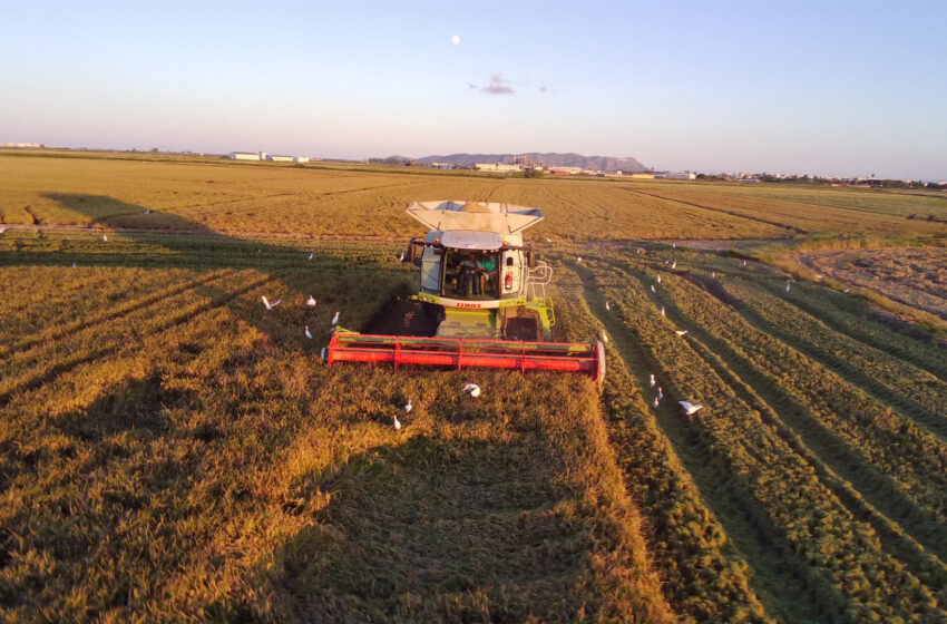  AVA-ASAJA demana a Brusel·les mesures urgents per recuperar la rendibilitat del cultiu d’arròs