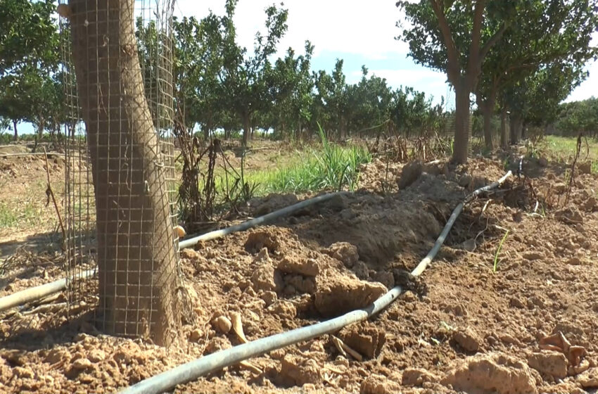  LA UNIÓ exigeix més recursos per frenar la proliferació de senglars a la Plana Baixa