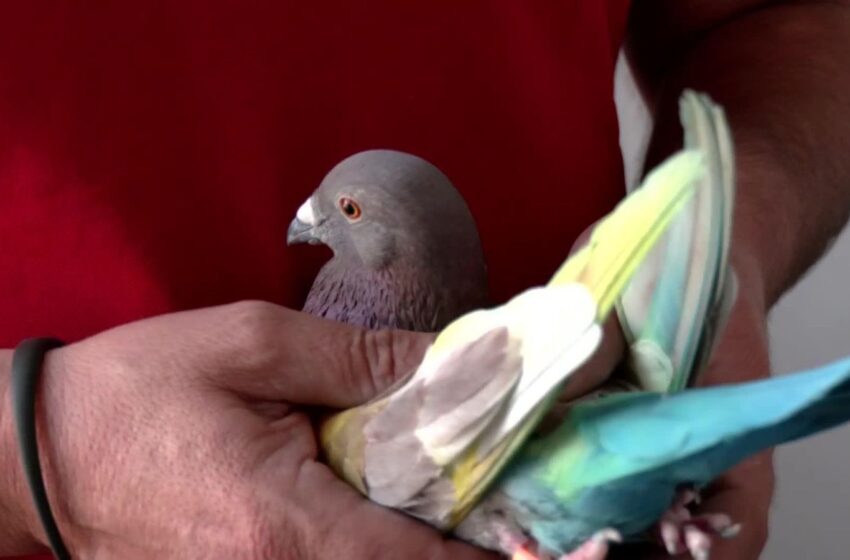  La Guàrdia Civil recupera a Almassora 9 coloms esportius robats a Picassent