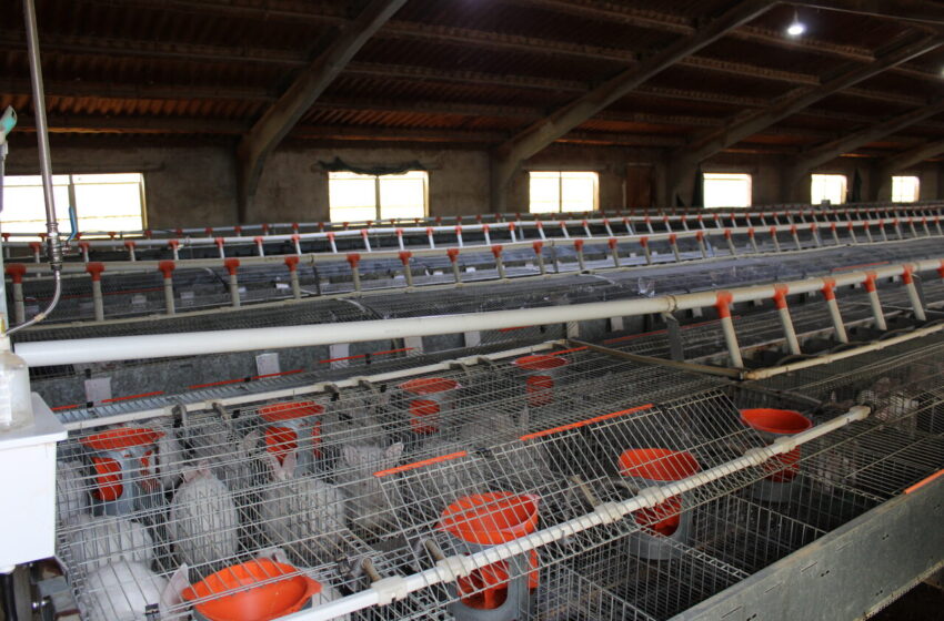  LA UNIÓ denuncia la supressió de les ajudes al sector cunícola per part de la Conselleria d’Agricultura