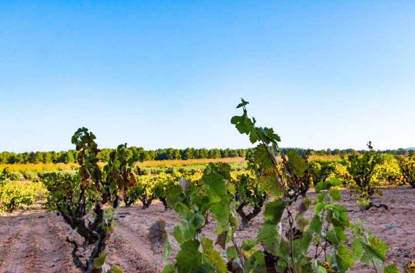 Barrachina denuncia que el Govern central abandona l’olivar i la vinya en negar-se a activar les ajudes previstes per llei