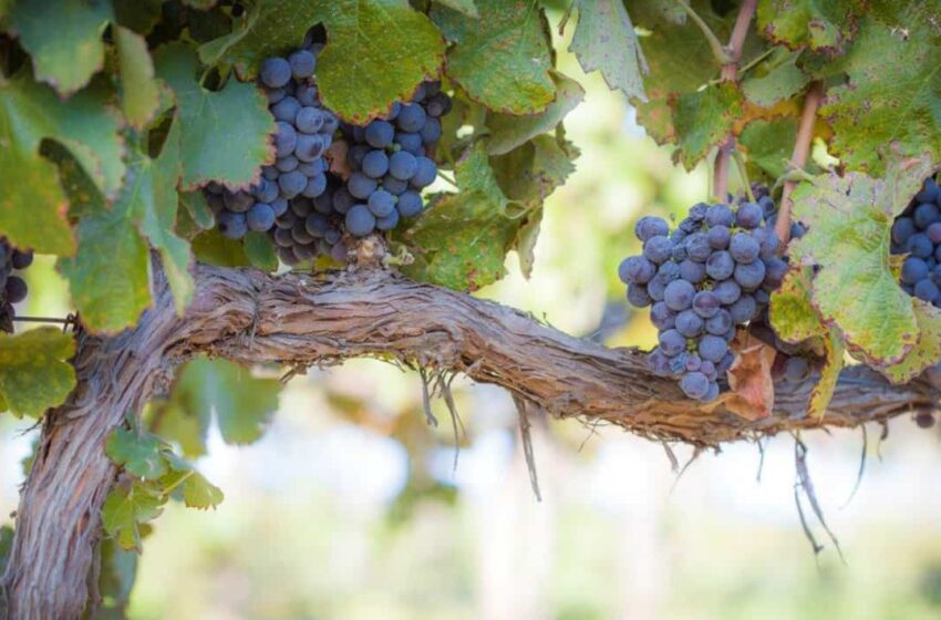  La Conselleria d’Agricultura actualitza la normativa per a gestionar el potencial vitícola i millorar la gestió de les explotacions