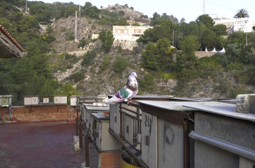  Cullera regula la presència de coloms urbans