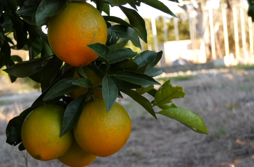  L’Associació Valenciana d’Agricultors denuncia incompliments en contractes de cítrics i caquis