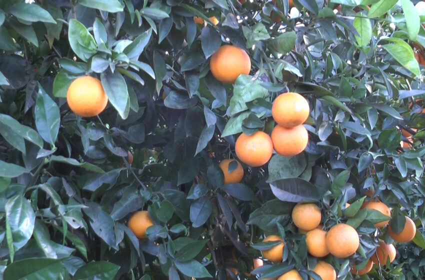 LA UNIÓ reclama que la Llei de la Cadena Alimentària incloga obligatòriament la data de recol·lecció per protegir els citricultors