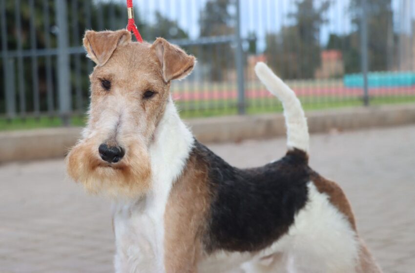  Torrent, de nou seu de les Exposicions Internacionals Canines