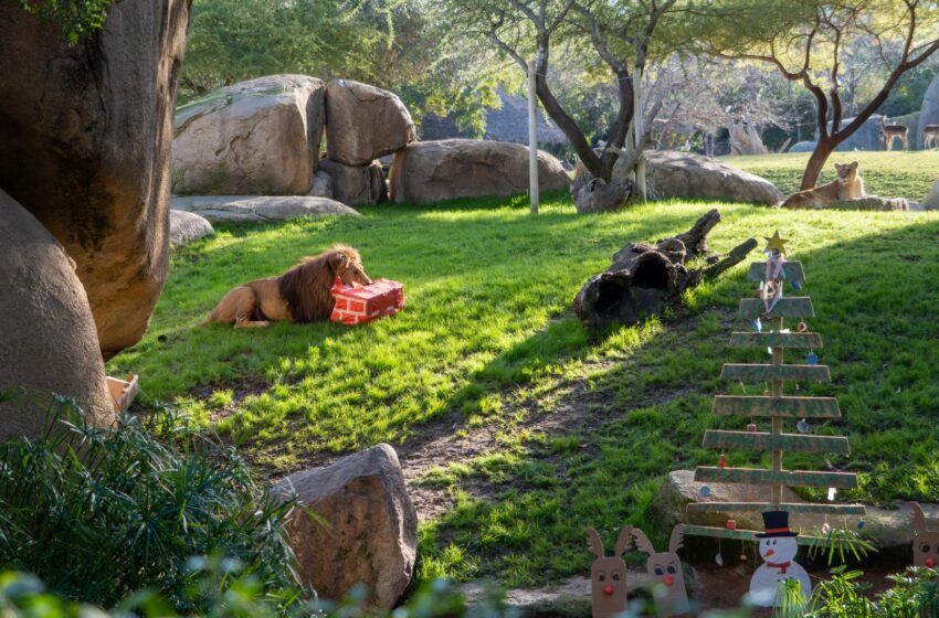  Papà Noel avança els regals de Nadal als animals de BIOPARC València