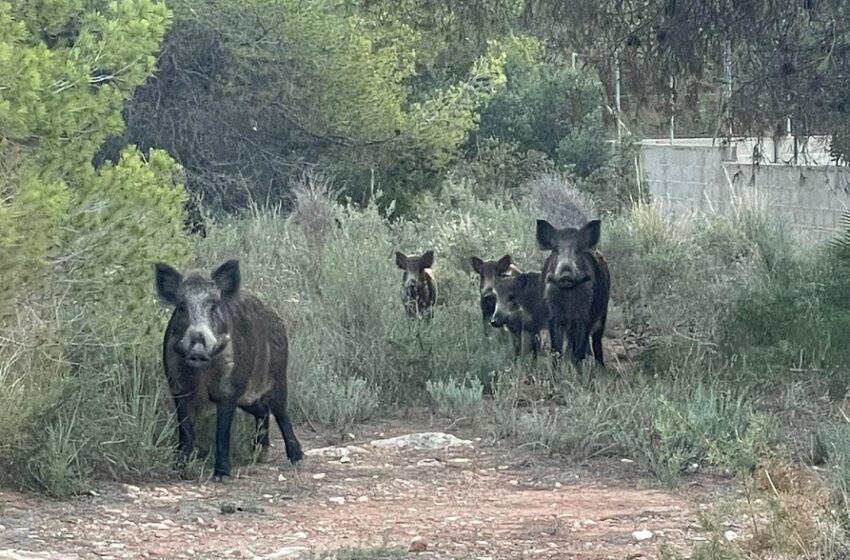 AVA-ASAJA destaca la bioseguretat del sector porcí davant la PPA i reclama el control del senglar
