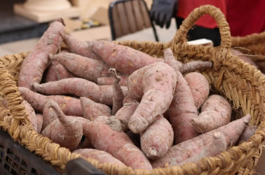  La Fira del Moniato d’Albal torna el 11 de gener